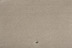 In grau: JAB Anstoetz Teppichboden Galaxy 3740/396