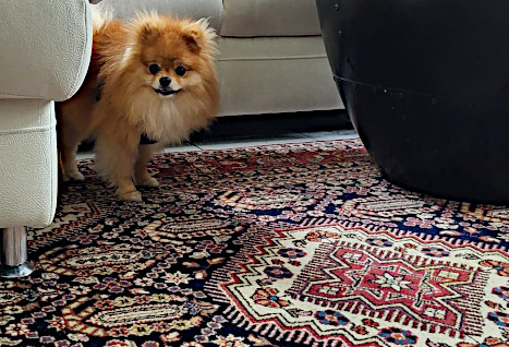 Teppich für den Hund ⇒ Tipps für Haustierbesitzer